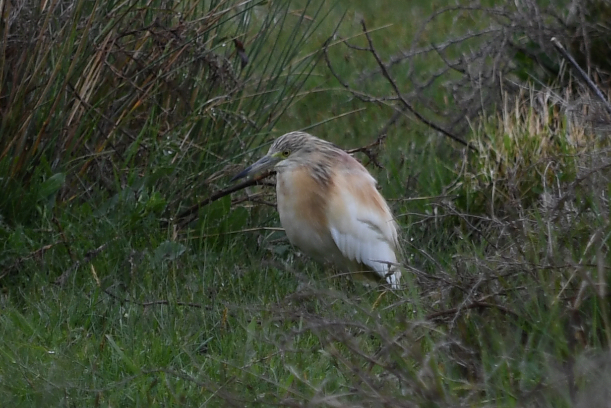 Squacco Heron